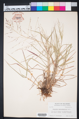 Eragrostis curtipedicellata image