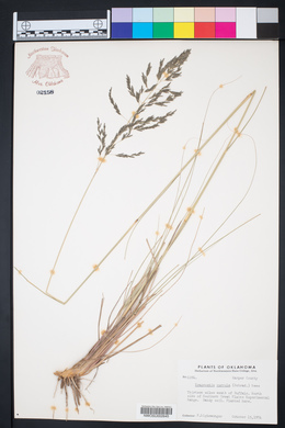 Eragrostis curvula image