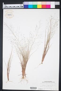 Eragrostis hirsuta image