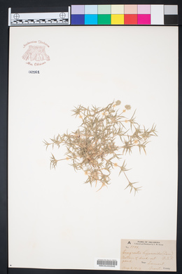 Eragrostis hypnoides image