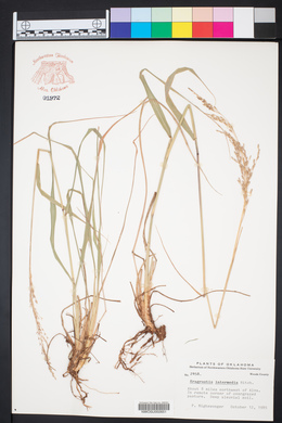 Eragrostis intermedia image