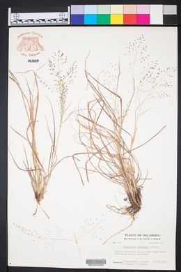 Eragrostis intermedia image