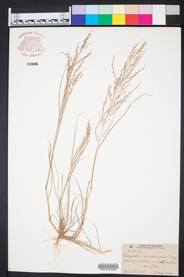 Eragrostis mexicana image