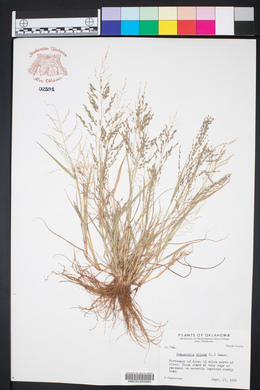 Eragrostis pilosa image