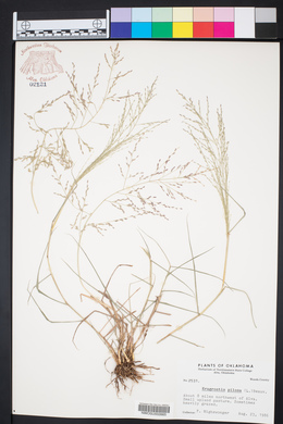 Eragrostis pilosa image