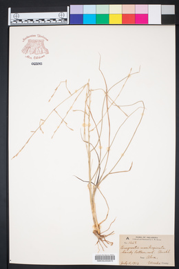 Eragrostis sessilispica image
