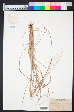 Eragrostis trichodes image