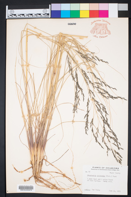 Eragrostis trichodes image