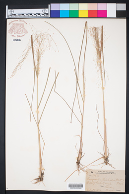 Eragrostis trichodes image