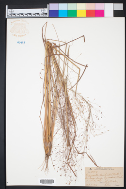 Eragrostis trichodes image