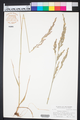 Lolium pratense image