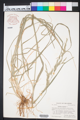 Lolium pratense image