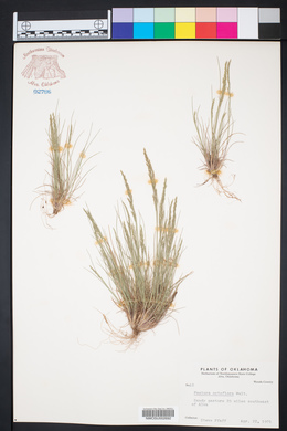 Vulpia octoflora var. octoflora image