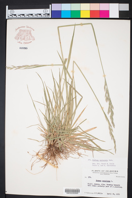 Lolium pratense image