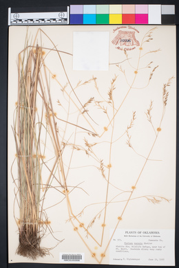 Festuca versuta image