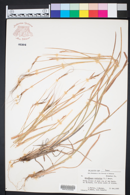 Heteropogon contortus image