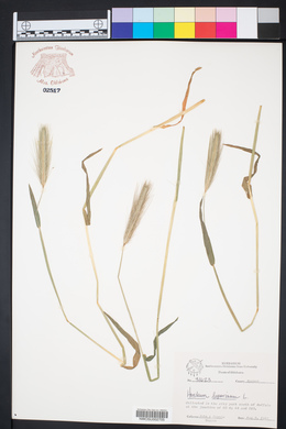 Hordeum murinum subsp. leporinum image