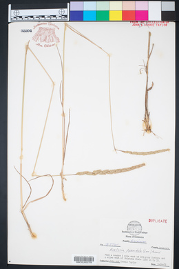 Koeleria pyramidata image