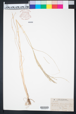 Diplachne fusca image