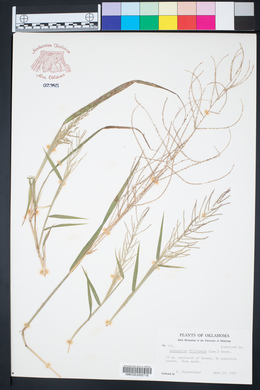 Leptochloa panicea subsp. brachiata image