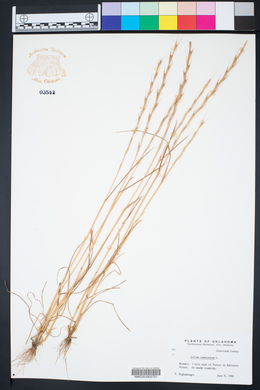 Lolium temulentum image