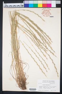 Lolium temulentum image