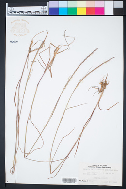 Manisuris cylindrica image