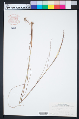 Manisuris cylindrica image