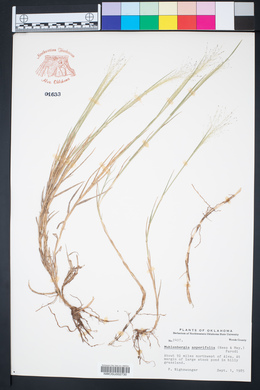 Muhlenbergia asperifolia image