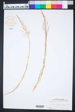 Muhlenbergia asperifolia image