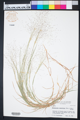 Muhlenbergia asperifolia image