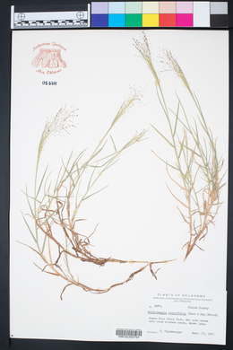 Muhlenbergia asperifolia image