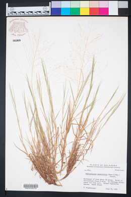 Muhlenbergia asperifolia image
