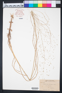 Redfieldia flexuosa image