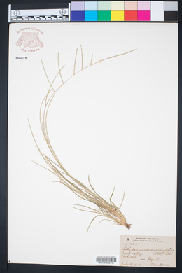 Schedonnardus paniculatus image