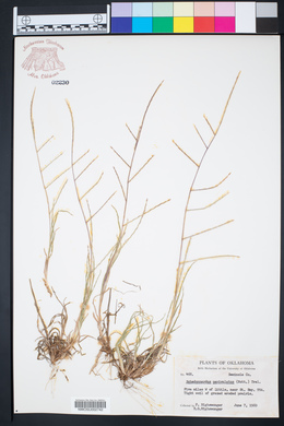 Schedonnardus paniculatus image