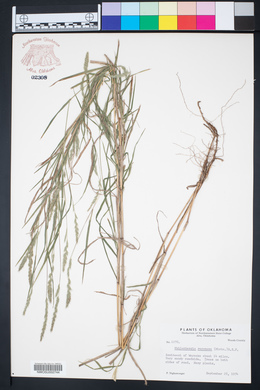 Muhlenbergia racemosa image