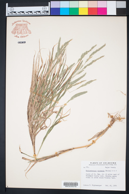 Muhlenbergia racemosa image