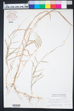 Muhlenbergia sobolifera image