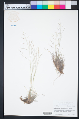 Muhlenbergia torreyi image