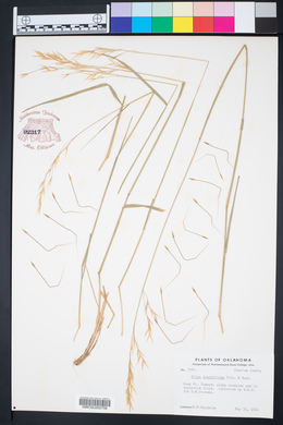 Nassella leucotricha image