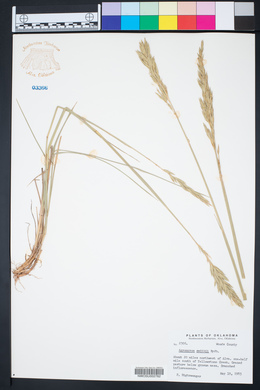 Pascopyrum smithii image