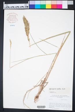 Pascopyrum smithii image