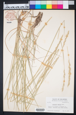 Pascopyrum smithii image