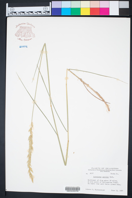 Pascopyrum smithii image