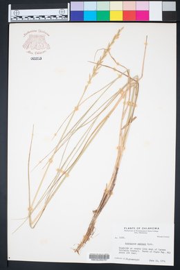 Pascopyrum smithii image