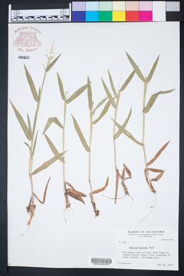 Panicum hallii image