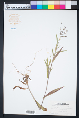 Panicum malacophyllum image