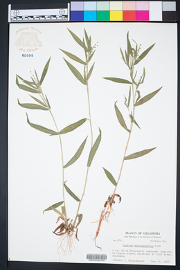 Panicum malacophyllum image