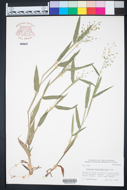 Panicum malacophyllum image